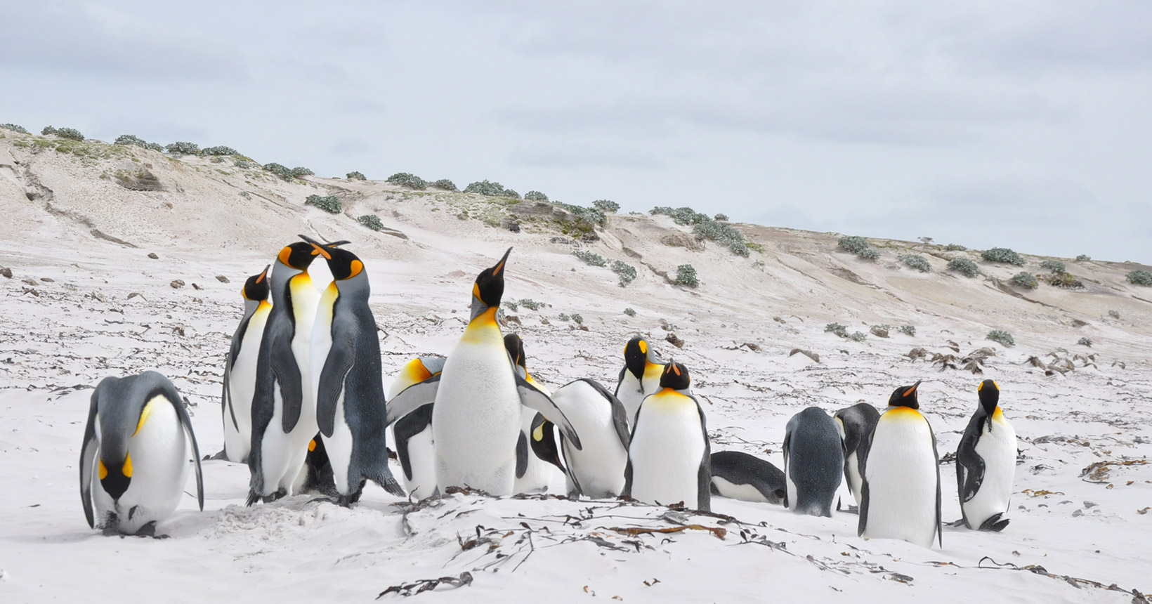 Ilhas Falkland — Malvinas • Atlântico Sul