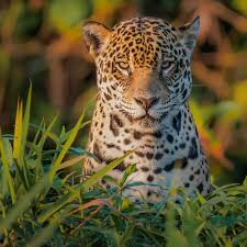 Pantanal — Mato Grosso